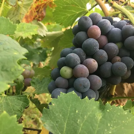 Podere I Troni *